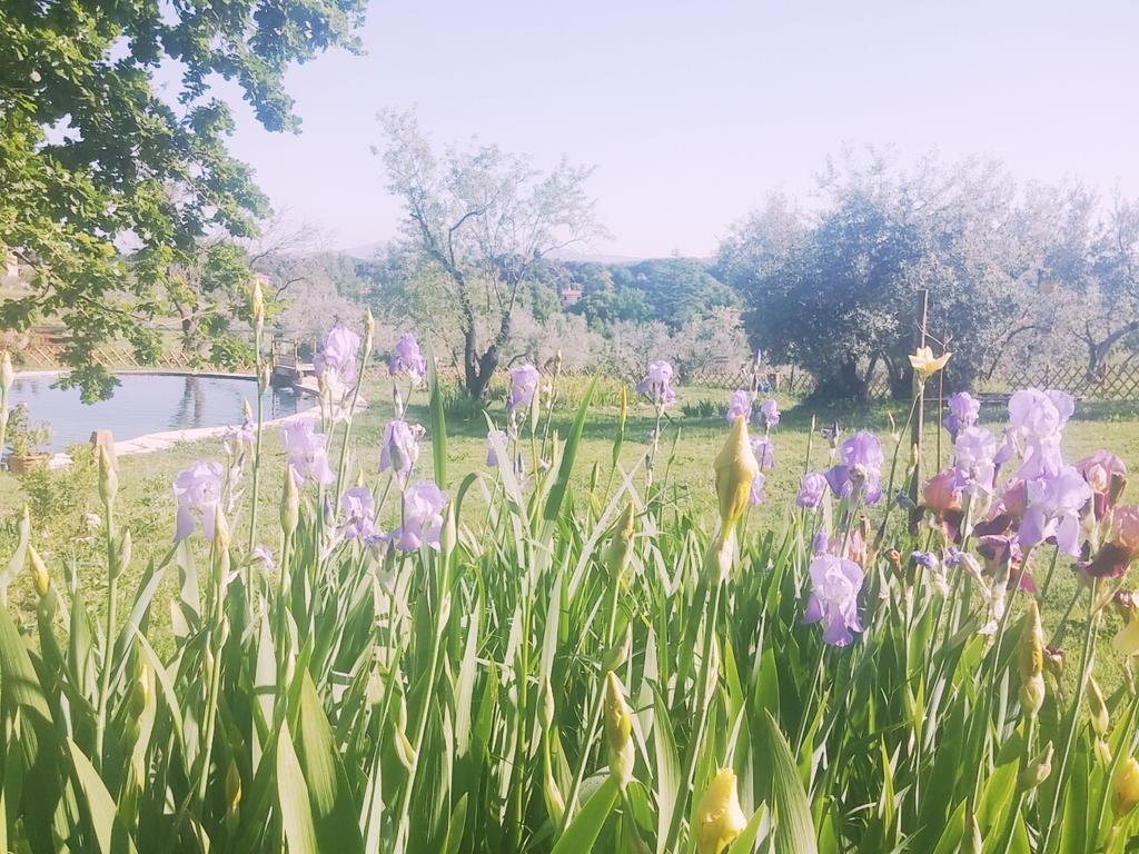 Agriturismo Il Poderino Bibbona Exteriér fotografie